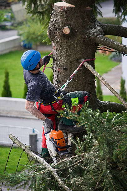 Professional  Tree Services in Turlock, CA